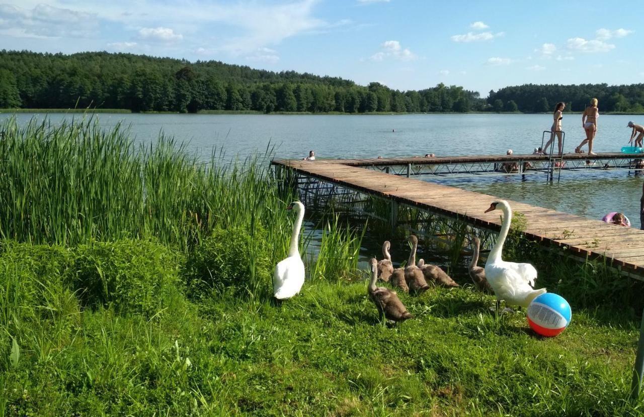 Koci Grzbiet Agroturystyka Dzierzazno Wielkie エクステリア 写真
